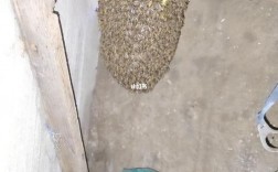家里有蜜蜂窝好不好？