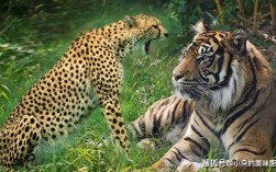 在中国能养狮子,老虎和豹么？