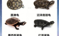 十大最温顺的深水龟？