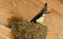 燕子如何在家里筑巢？
