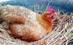 家里的母鸡下了双黄蛋这将预示什么，是好是坏？