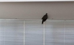 一只小鸟飞进屋里来怎么才能出去？