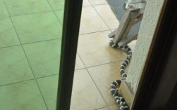 楼房里面有蛇是怎么进来的？