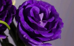 紫色玫瑰花语和寓意？（送紫玫瑰的含义）