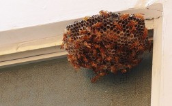 蜜蜂来到家里安窝是好事还是坏事？