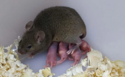 老鼠怎样怀孕的？