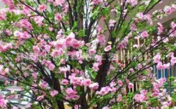 桃花树放家里哪个位置？