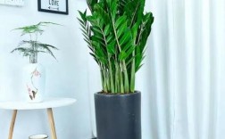 最适合客厅的30种大植物，大气又漂亮，你家有吗？