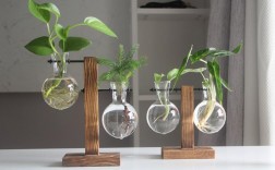 什么植物最适合室内水生花瓶？