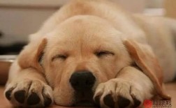 狗狗几点睡觉？（午睡和晚睡）？