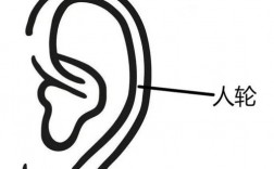 耳朵的寓意是什么？