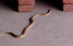 我家经常有蛇光顾，我该怎么办？