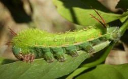 绿色的虫子代表什么意思？