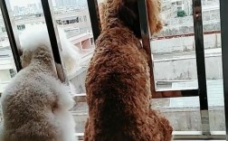 家里的狗狗老喜欢在阳台上撒尿，有时候没注意，过会阳台上就很臭，请问有什么有效的方法去除异味吗？