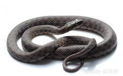 有点白又有灰色的蛇是什么蛇它有毒吗？