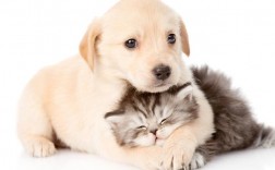 狗狗和猫猫一天要睡几个小时呢？