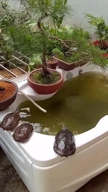 乌龟跳水什么寓意？-图3