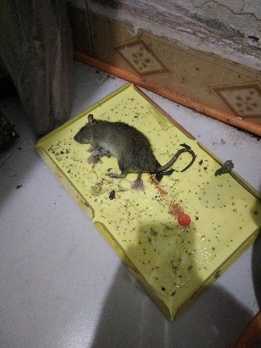 家里有死老鼠，找不到，怎么办？-图1