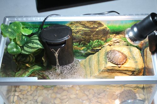 乌龟玻璃缸养什么植物合适？-图2