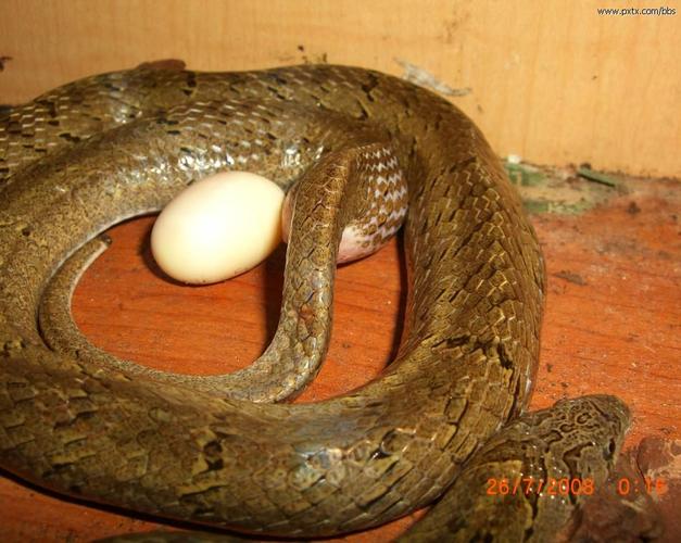 家里床上发现两个白色的小蛋不知道是什么动物的，冬天蛇会在屋里下蛋吗，还是别的什么小虫子的蛋？-图3