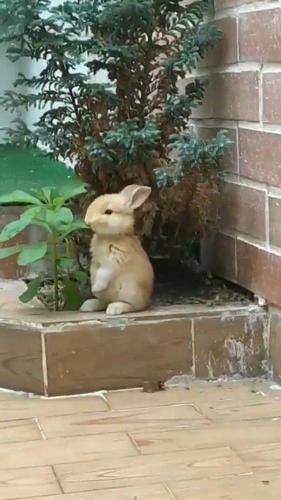 兔子在我家后院什么意思？-图3