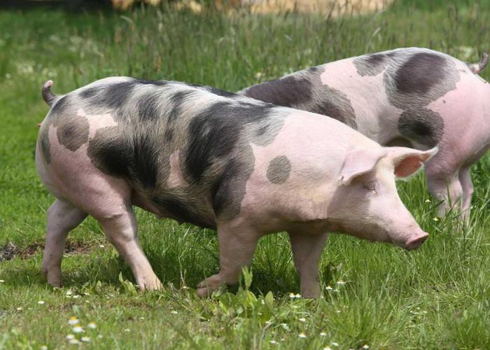 北京哪里能买到真正的新鲜的猪？-图3