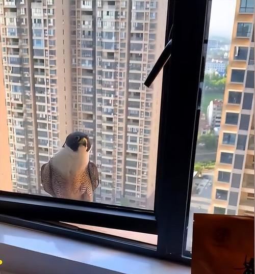 为什么家窗户经常有小鸟在？-图2