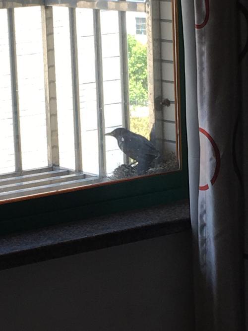 为什么家窗户经常有小鸟在？-图1