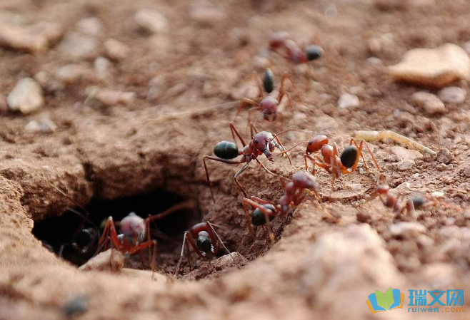 有蚂蚁的地方是好地方吗？-图3