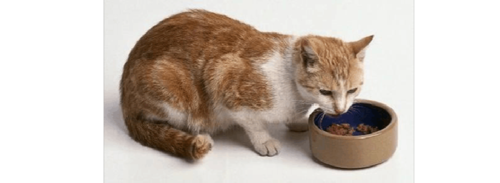 猫除了吃猫粮还吃什么？-图3
