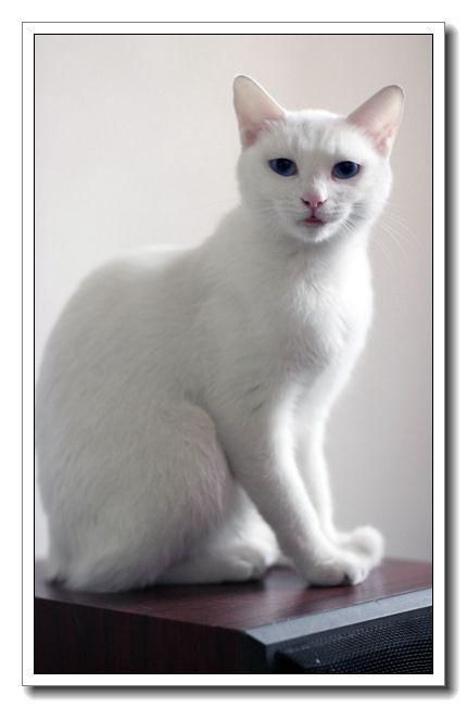 白猫威煌与白猫区别？（白猫的含义）-图1