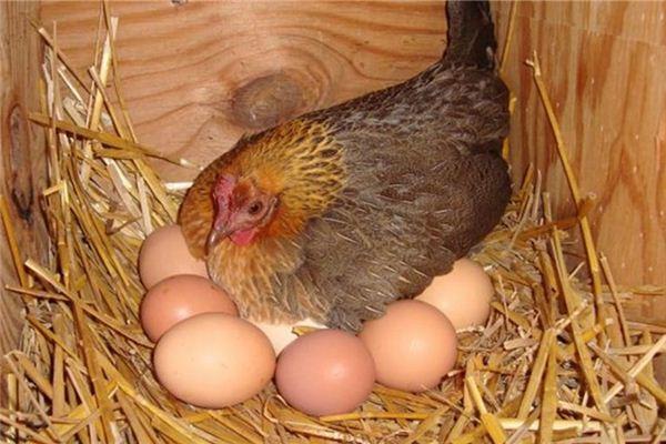 母鸡一天下两个蛋是什么兆头？（下蛋含义）-图3