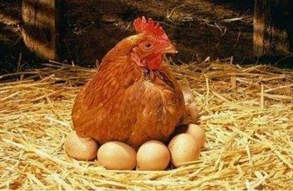 母鸡一天下两个蛋是什么兆头？（下蛋含义）-图2