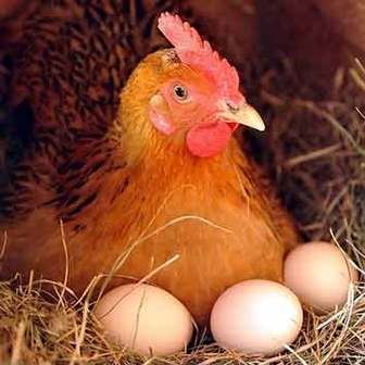 母鸡一天下两个蛋是什么兆头？（下蛋含义）-图1