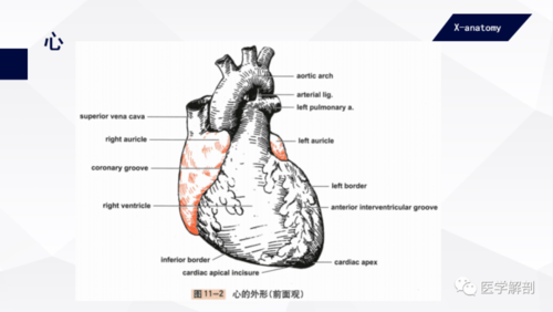 heart有什么特殊含义？（器官含义）-图2