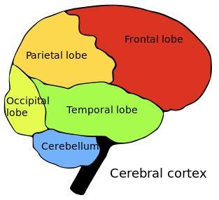 Brain怎么译成人名？（brain人名含义）-图2